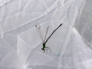 オオアオイトトンボ