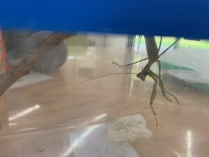 オオカマキリ