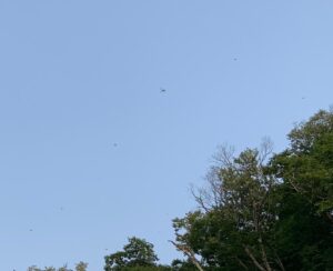 空を飛ぶトンボ