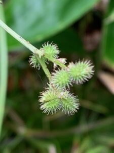 ウマミツバの果実