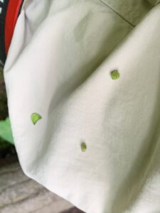 服についたひっつきむし