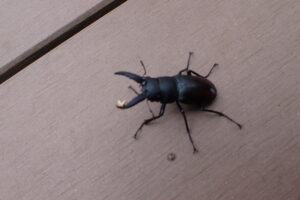 ノコギリクワガタ