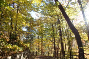 紅葉した森の中
