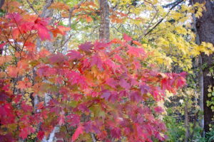 紅葉した森の中