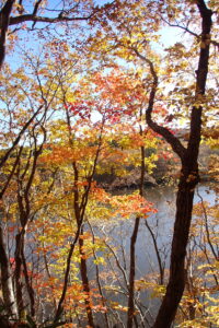 紅葉した森の中