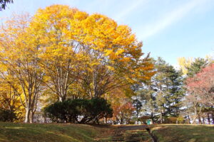 紅葉した森の中