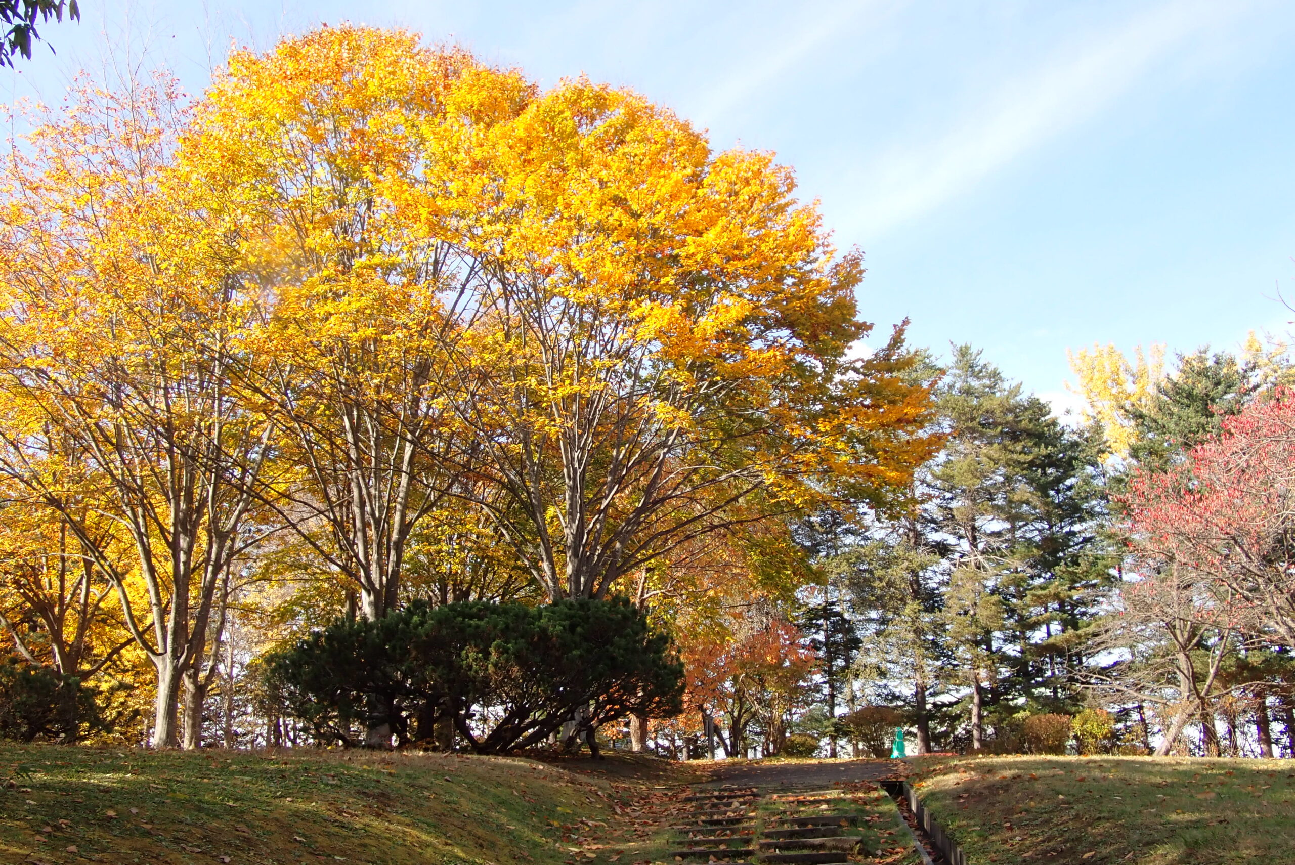紅葉した森の中