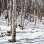 「春はもう少し」の画像