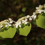 「オオカメノキの花が咲いています」の画像