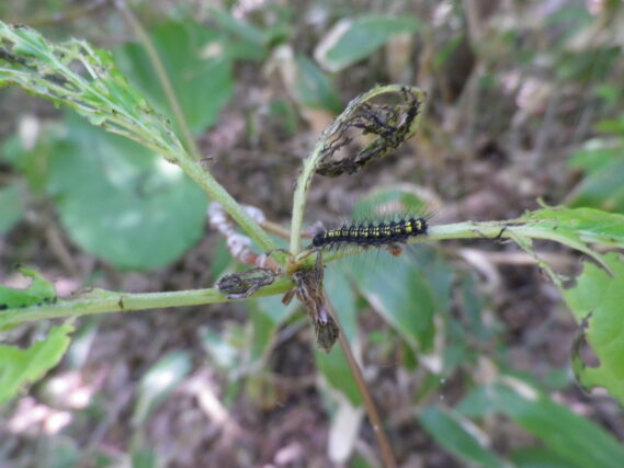「キアシドクガ」の画像