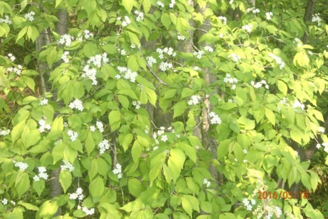 「ミヤマザクラが咲いています」の画像