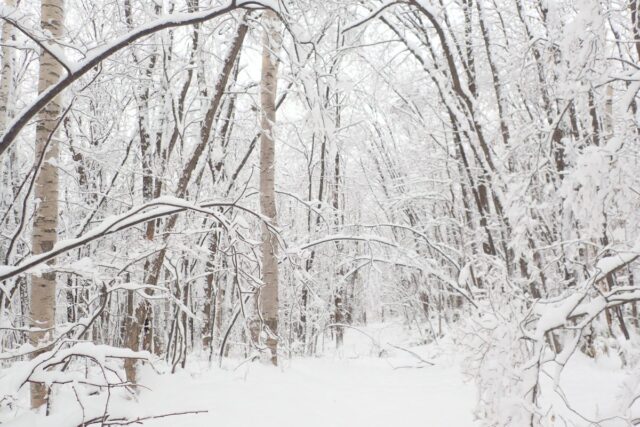 「園内の落雪にご注意下さい。」の画像