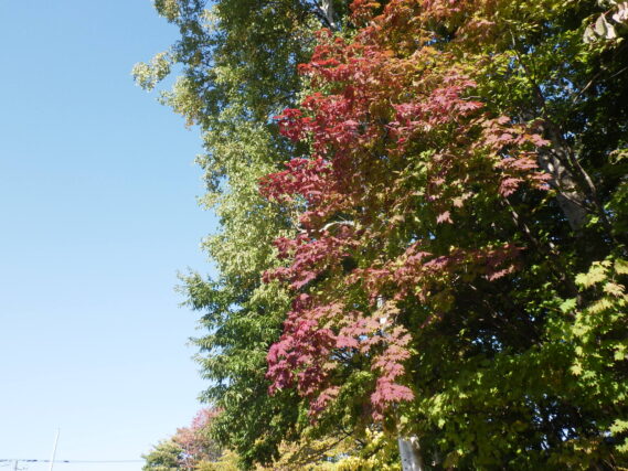 「西岡公園・西岡中央公園の施設利用再開について」の画像