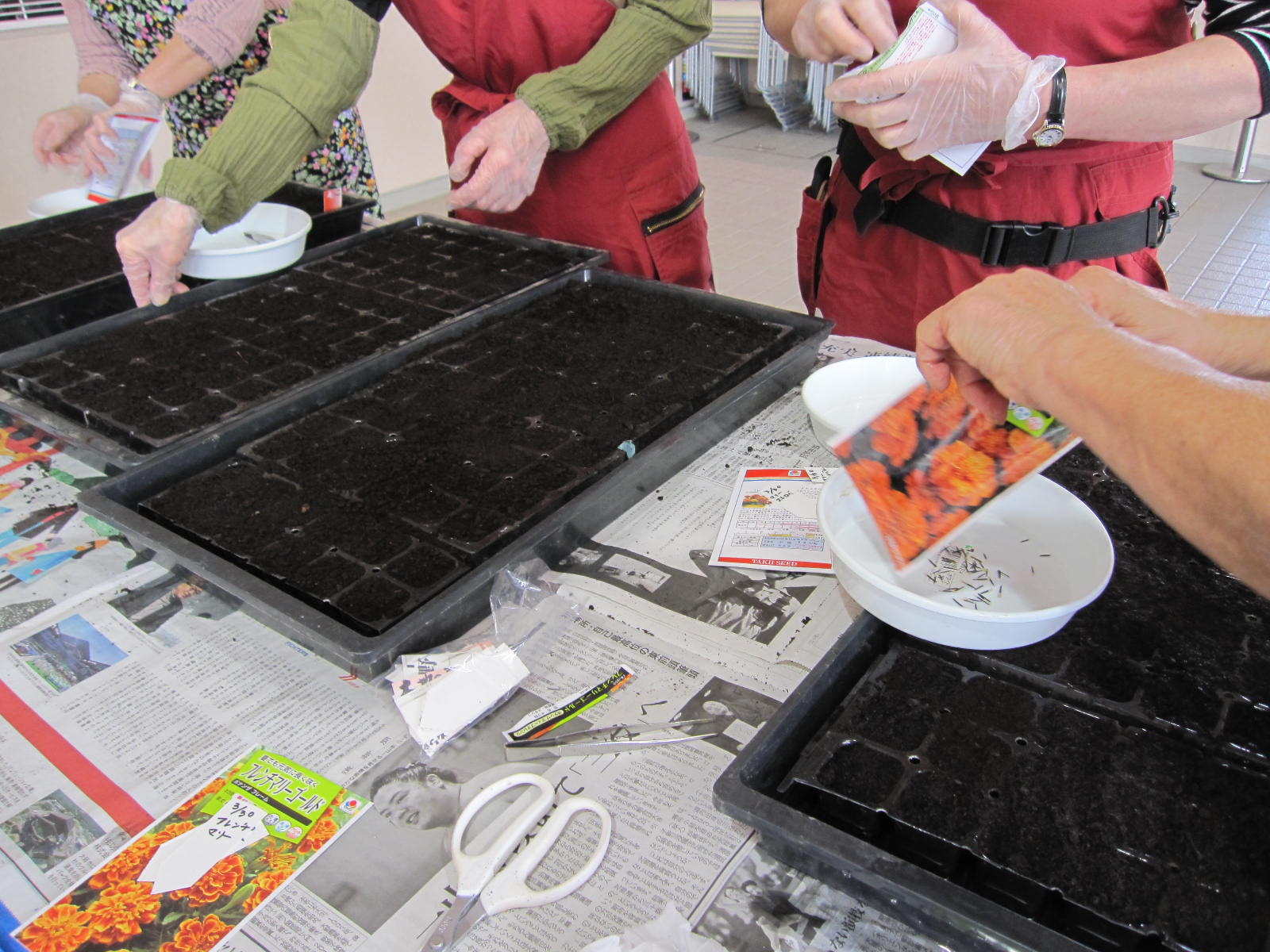 マリーゴールド種まき