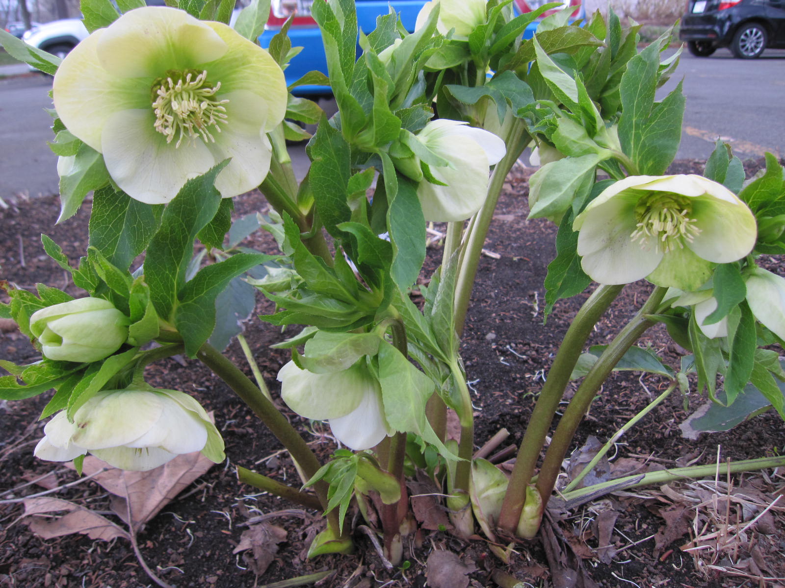 クリスマスローズ