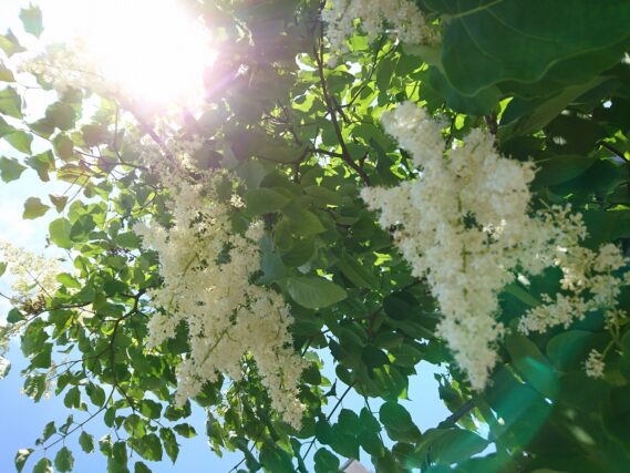 「ハシドイが咲き始めています」の画像