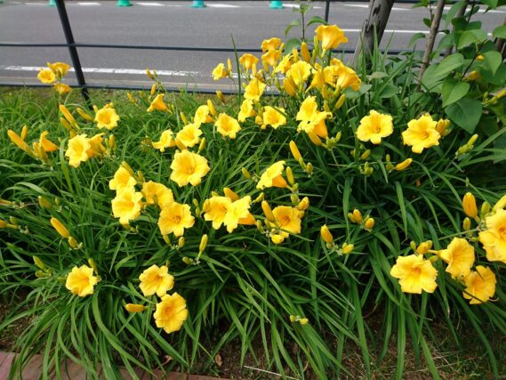 「ヘメロカリスが咲き始めました」の画像