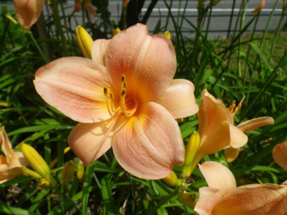 「遅咲きのヘメロカリスもう少しの間楽しめます」の画像