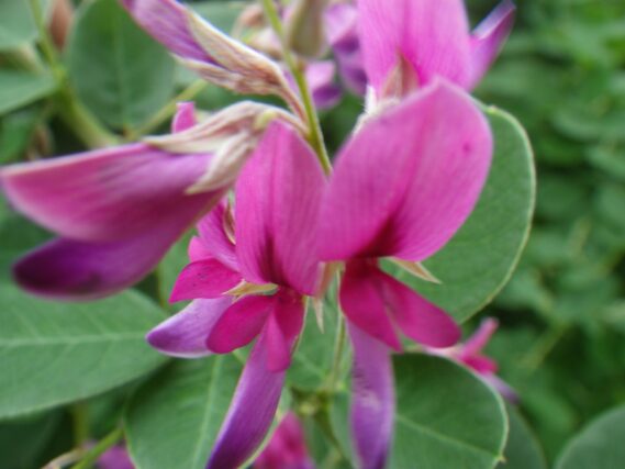 「ハギが咲き始めています」の画像