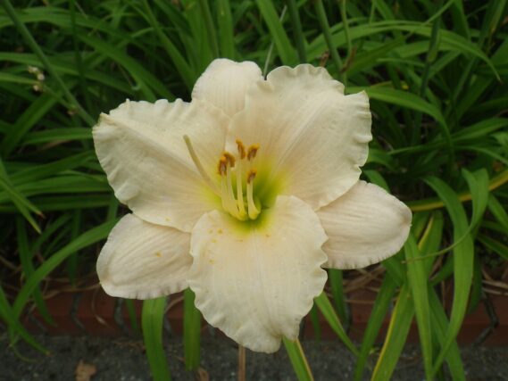 「ヘメロカリスが次々と咲いています」の画像