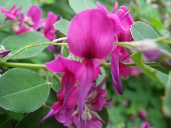 「秋を告げるハギの花」の画像