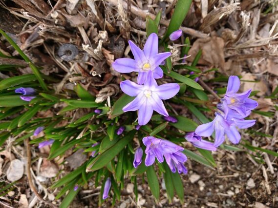 「創成川公園も春を迎えました」の画像