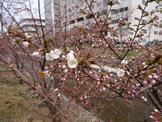「チシマザクラ開花」の画像