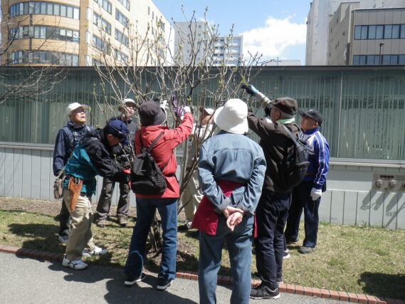 「ライラック管理の指導を受けて植物ボランティア」の画像
