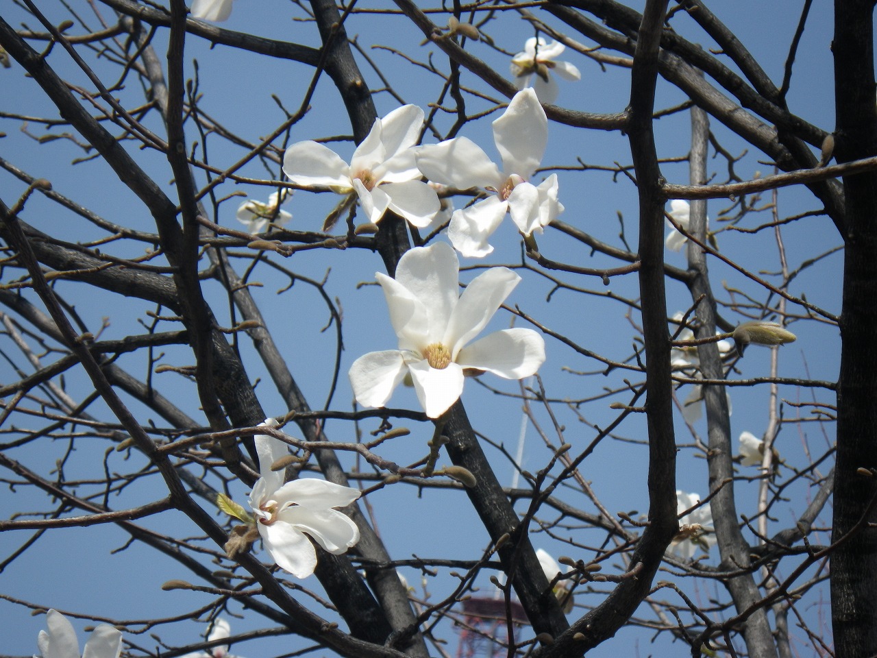 キタコブシが開花 – 創成川公園