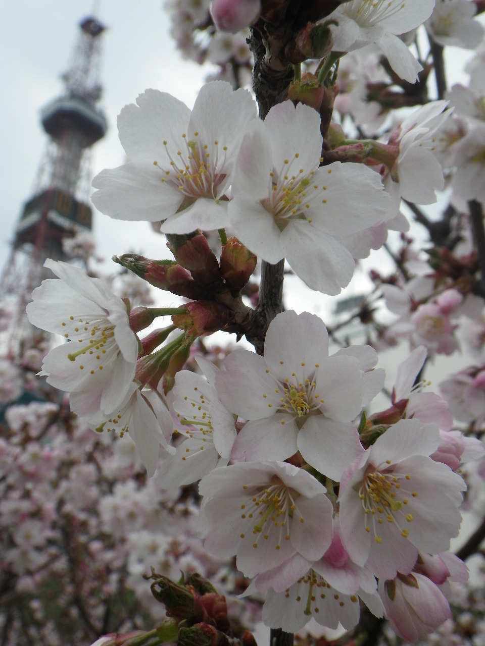 チシマザクラとエゾヤマザクラ 創成川公園 チシマザクラとエゾヤマザクラ 創成川公園