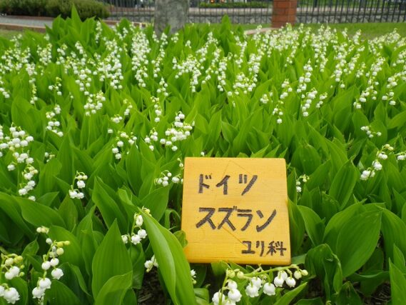 「ドイツスズランに名札を付けました」の画像