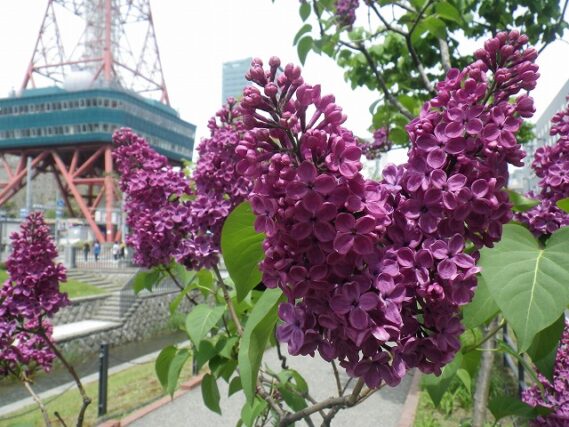 「ラッキーライラックを探しに来ませんか」の画像