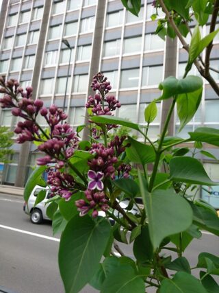 「ライラック開花情報2」の画像