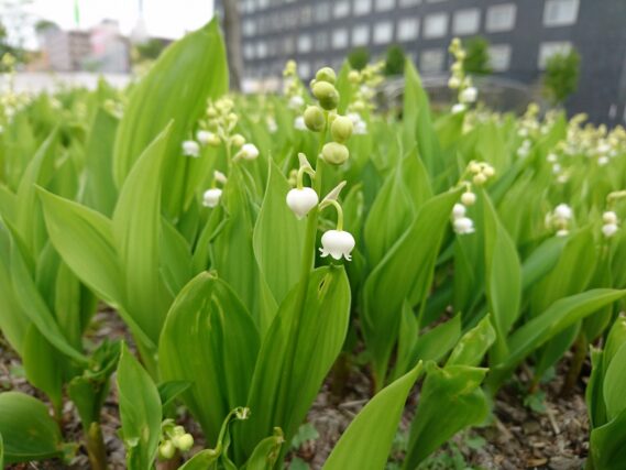 「ドイツスズランも咲き始めています」の画像