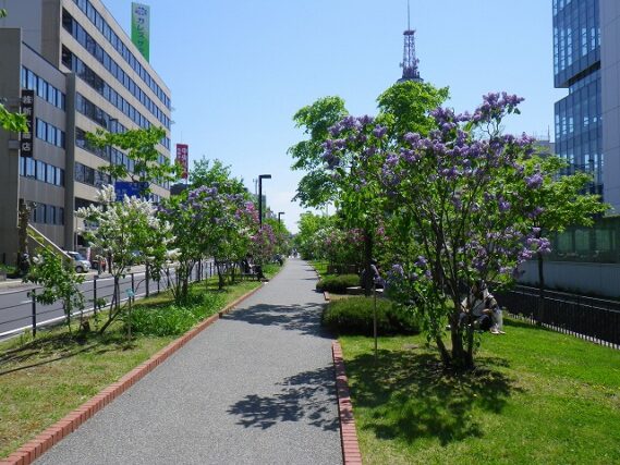 「ライラックウォーク」の画像