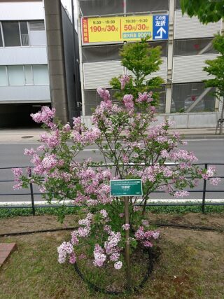 「遅咲きのライラックも咲き始めています」の画像