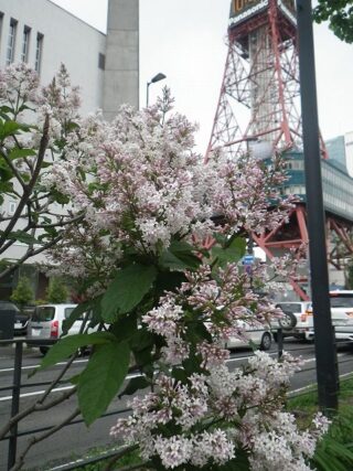 「遅咲きのライラックが次々と開花しています」の画像