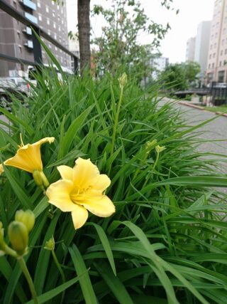 「ツルアジサイとヤマボウシとヘメロカリス」の画像