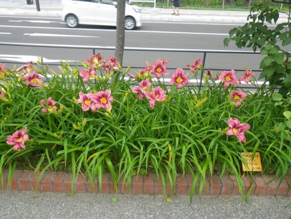 「園内のヘメロカリスが次々に開花しています」の画像