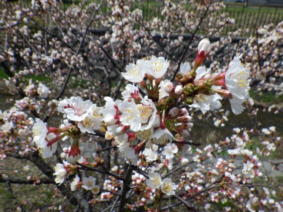 「暖かい日差しに包まれて桜の花も」の画像