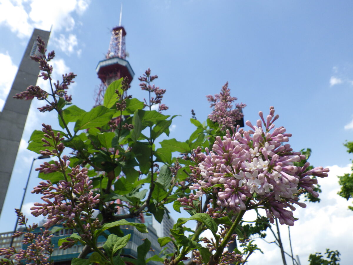 遅咲きのライラック 創成川公園