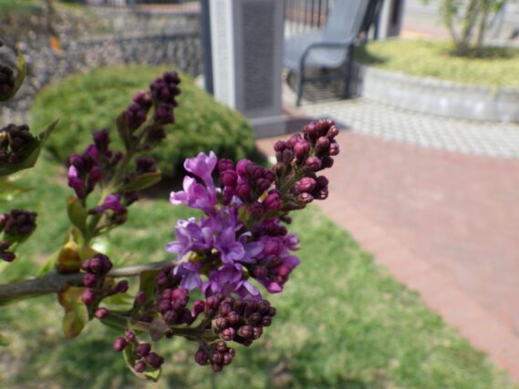 「早咲きライラックのアセシッピーが数輪開花」の画像