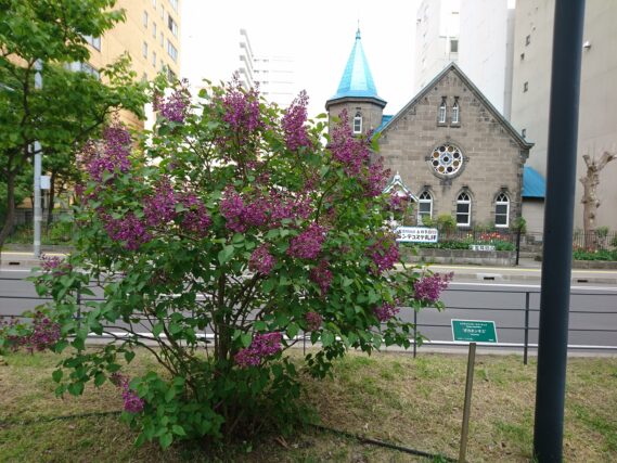 「ライラックも次々に開花」の画像