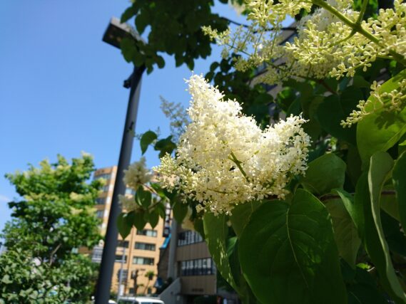 「ハシドイの花が咲き始めました」の画像