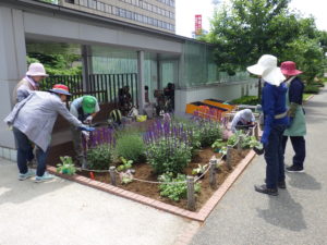 花壇に花苗を植え込む花くらぶのメンバーの写真