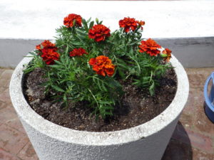 大通ブロックスノーリング横のマリーゴールドを植え込んだコンテナ1