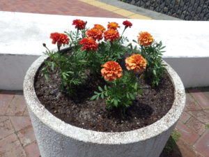 大通ブロックスノーリング横のマリーゴールドを植え込んだコンテナ2