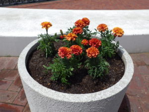 大通ブロックスノーリング横のマリーゴールドを植え込んだコンテナ3