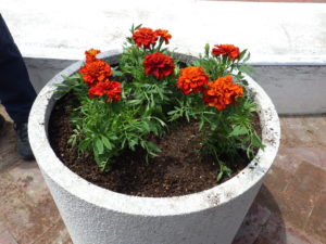 大通ブロックスノーリング横のマリーゴールドを植え込んだコンテナ4