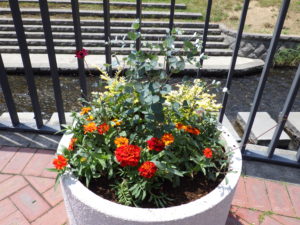 狸二条広場に設置されている花の植えられたコンテナの写真5